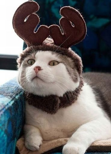 Мимишные наряды для домашних питомцев на Новый год - фото 532821