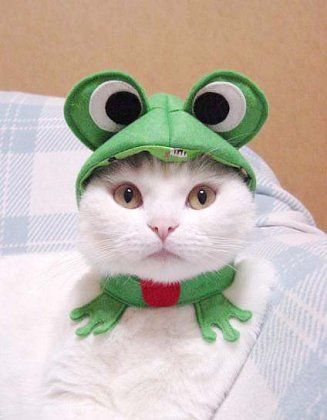 Мимишные наряды для домашних питомцев на Новый год - фото 532832