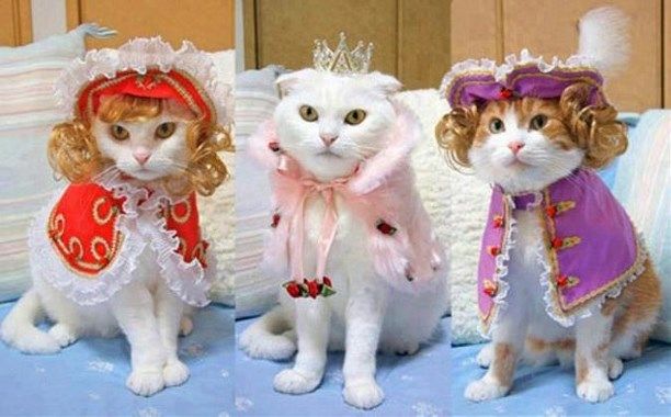 Мимишные наряды для домашних питомцев на Новый год - фото 532833