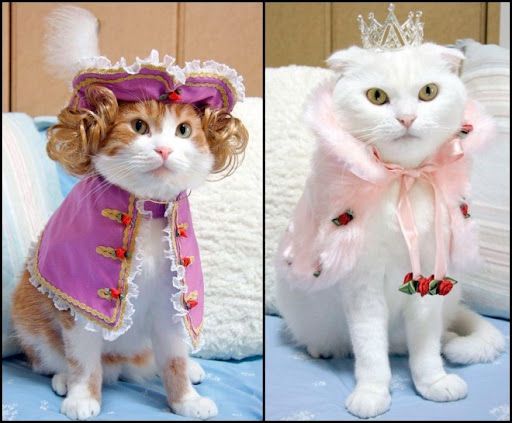Мимишные наряды для домашних питомцев на Новый год - фото 532850