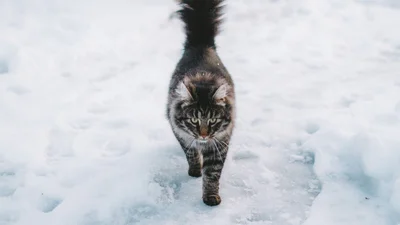 Японские коты показали, как нужно греться зимой