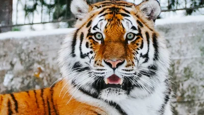 2022 год по восточному календарю: каким будет год Тигра