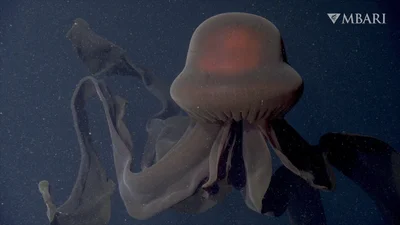 Гипнотическое видео с гигантской медузой завораживает красотой