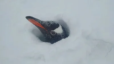 В Антарктиде выпало рекордно много снега - пингвины, которых засыпало, тоже в шоке