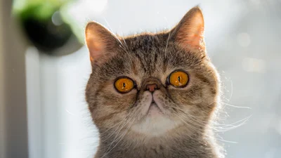 Оптическая иллюзия с "дырявым" котом заставит взяться за голову