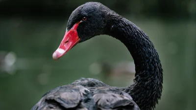 На озере Вирлица заметили черных лебедей, и они очень красивые