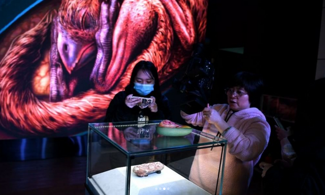 В Китае был найден эмбрион динозавра, которому более 66 миллионов лет - фото 534141