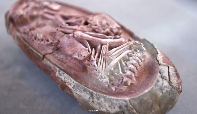 В Китае был найден эмбрион динозавра, которому более 66 миллионов лет - фото 534142