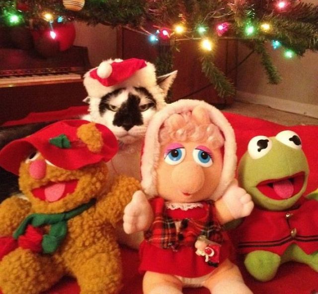 Веселые моменты, когда домашние животные украсили собой Рождество, или сами так думают - фото 534479