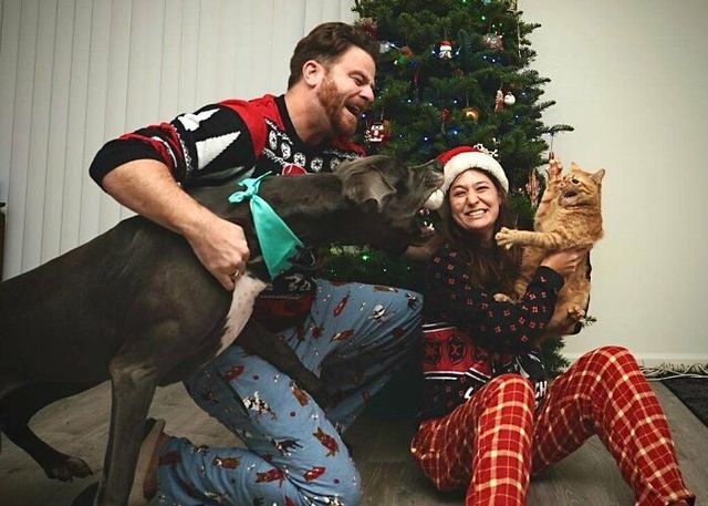 Веселые моменты, когда домашние животные украсили собой Рождество, или сами так думают - фото 534484