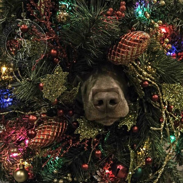 Веселые моменты, когда домашние животные украсили собой Рождество, или сами так думают - фото 534485