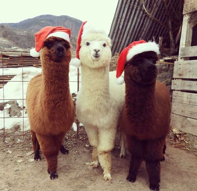 Веселые моменты, когда домашние животные украсили собой Рождество, или сами так думают - фото 534489