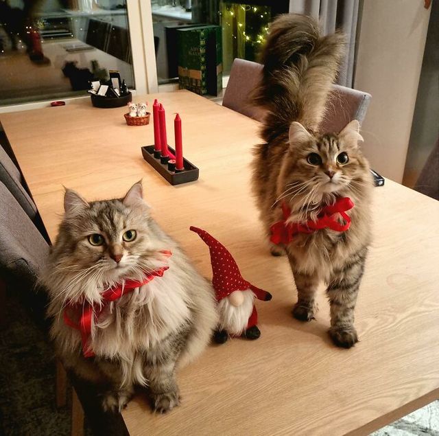 Веселые моменты, когда домашние животные украсили собой Рождество, или сами так думают - фото 534490