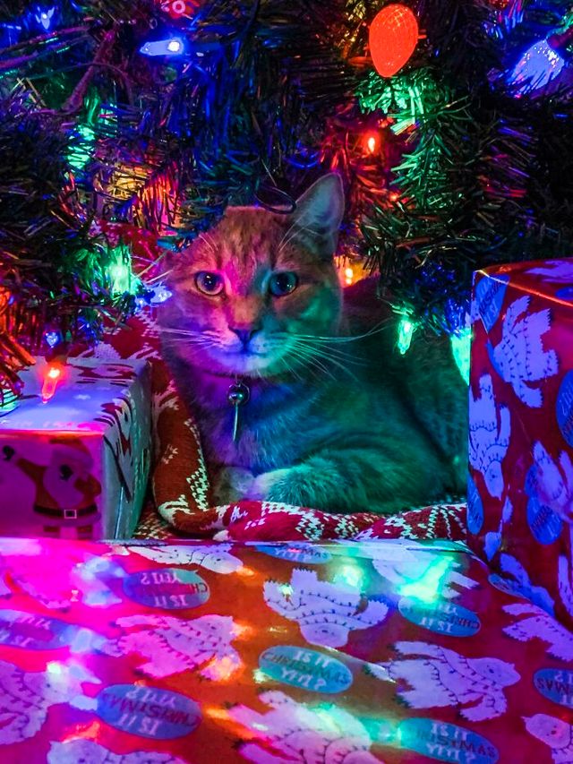 Веселые моменты, когда домашние животные украсили собой Рождество, или сами так думают - фото 534491
