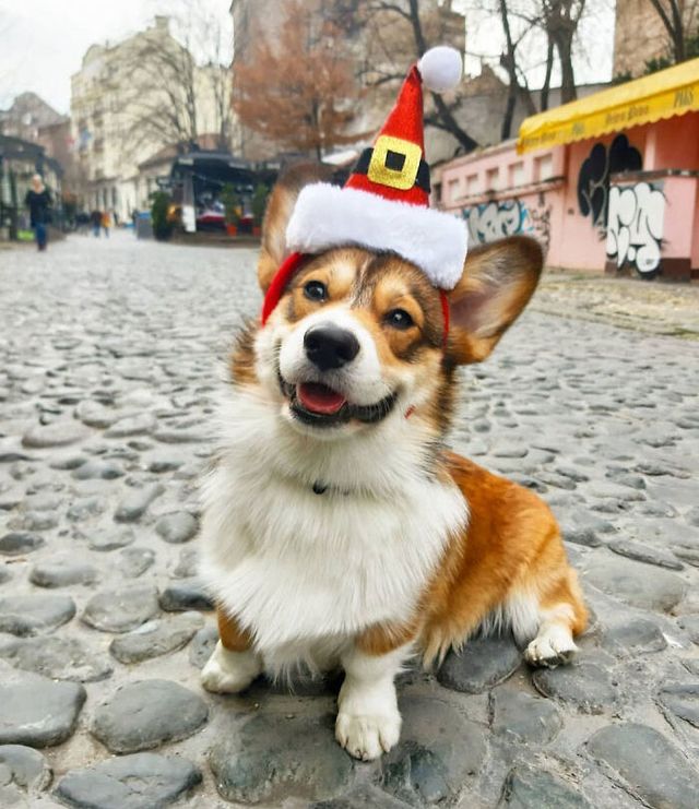 Веселі моменти, коли домашні тварини прикрасили собою Різдво, або самі так думають - фото 534494