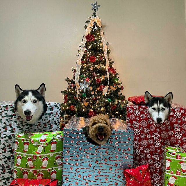 Веселые моменты, когда домашние животные украсили собой Рождество, или сами так думают - фото 534504