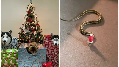Веселые моменты, когда домашние животные украсили собой Рождество, или сами так думают