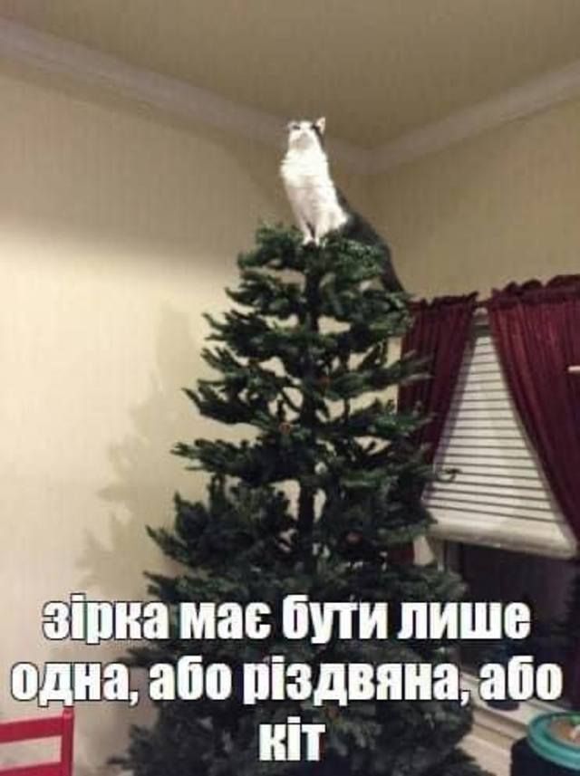 Котики и елки – разрушительные фото, на которые можно смотреть вечно - 534645 Котики и елки – разрушительные фото, на которые можно смотреть вечно - фото 534645