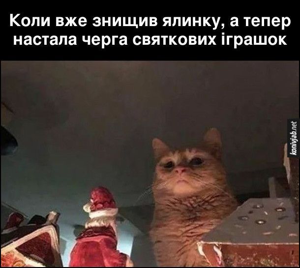 Котики и елки – разрушительные фото, на которые можно смотреть вечно - 534646 Котики и елки – разрушительные фото, на которые можно смотреть вечно - фото 534646