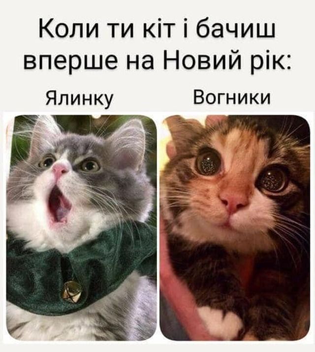 Котики и елки – разрушительные фото, на которые можно смотреть вечно - 534648 Котики и елки – разрушительные фото, на которые можно смотреть вечно - фото 534648