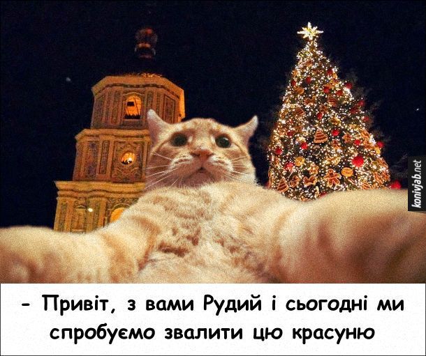 Котики и елки – разрушительные фото, на которые можно смотреть вечно - 534649 Котики и елки – разрушительные фото, на которые можно смотреть вечно - фото 534649