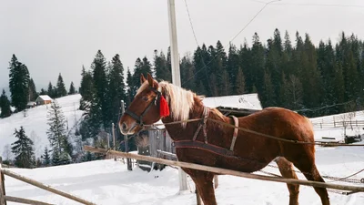 Опублікували рідкісні фото Карпат 30-х років, і вони неймовірно атмосферні