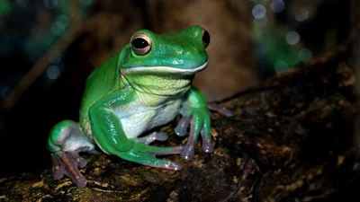 Сюрпрайз: американець знайшов у салаті живе жабеня