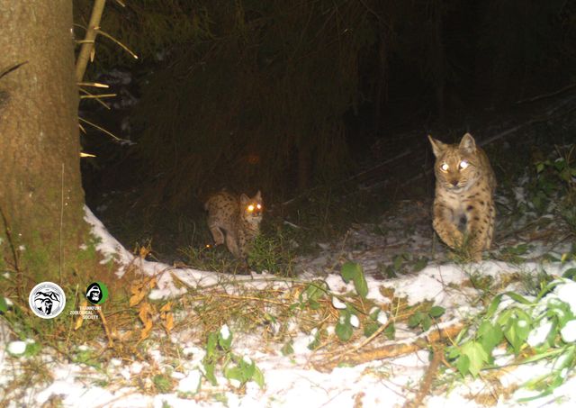 Краснокнижная рысь с детенышами попала в Карпатах в фотоловушку - фото 535253