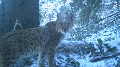 Червонокнижна рись з дитинчатами потрапила у Карпатах до фотопастки