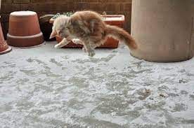 Ржачные эмоции животных, которые впервые увидели снег - фото 535345