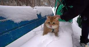 Ржачные эмоции животных, которые впервые увидели снег - фото 535346