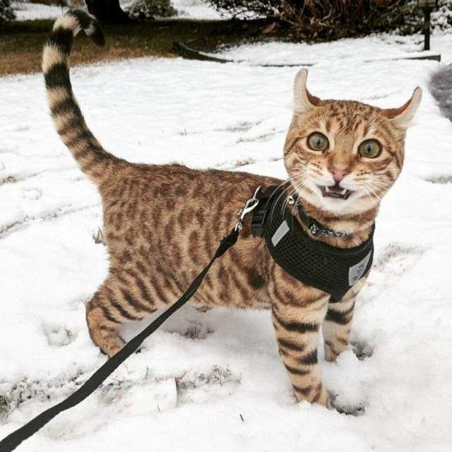 Ржачные эмоции животных, которые впервые увидели снег - фото 535350
