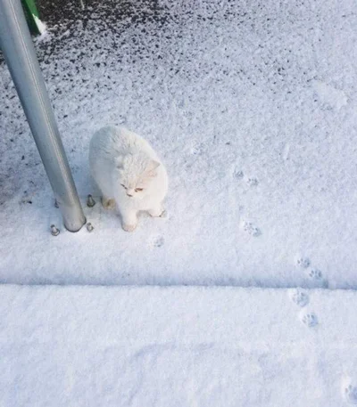 Ржачные эмоции животных, которые впервые увидели снег - фото 535351