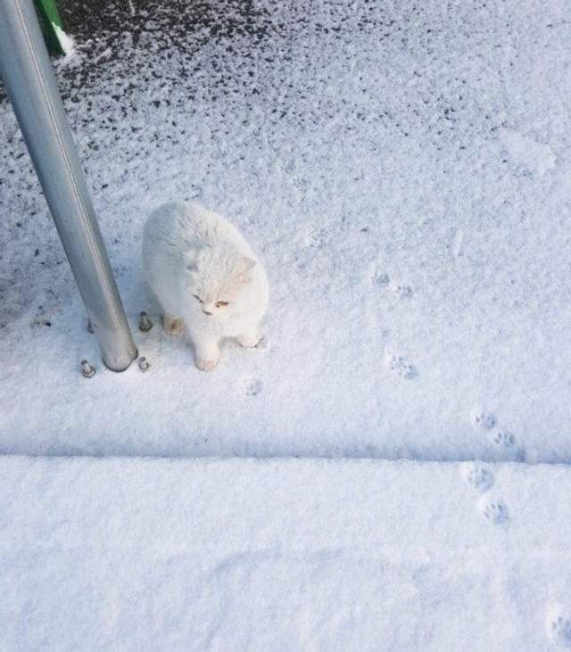 Ржачні емоції тварин, які вперше побачили сніг - фото 535351