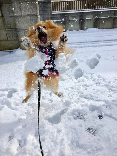 Ржачные эмоции животных, которые впервые увидели снег - фото 535352