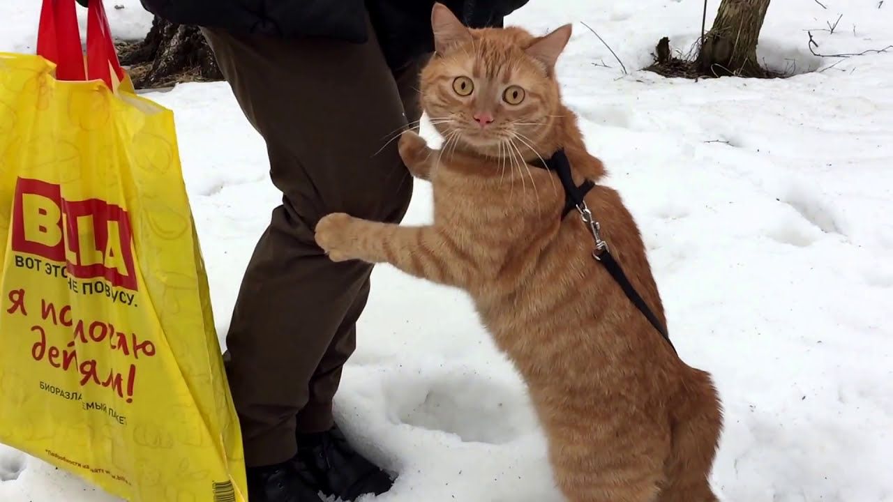 Ржачные эмоции животных, которые впервые увидели снег - фото 535353