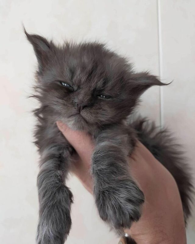 Не кіт, а єті: інтернет підкорив величезний пухнастик з дивною шерстю - фото 535764
