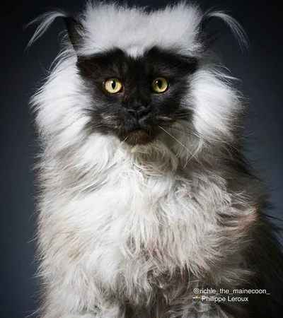 Не кот, а йети: интернет покорил огромный пушистик со странной шерстью - фото 535765