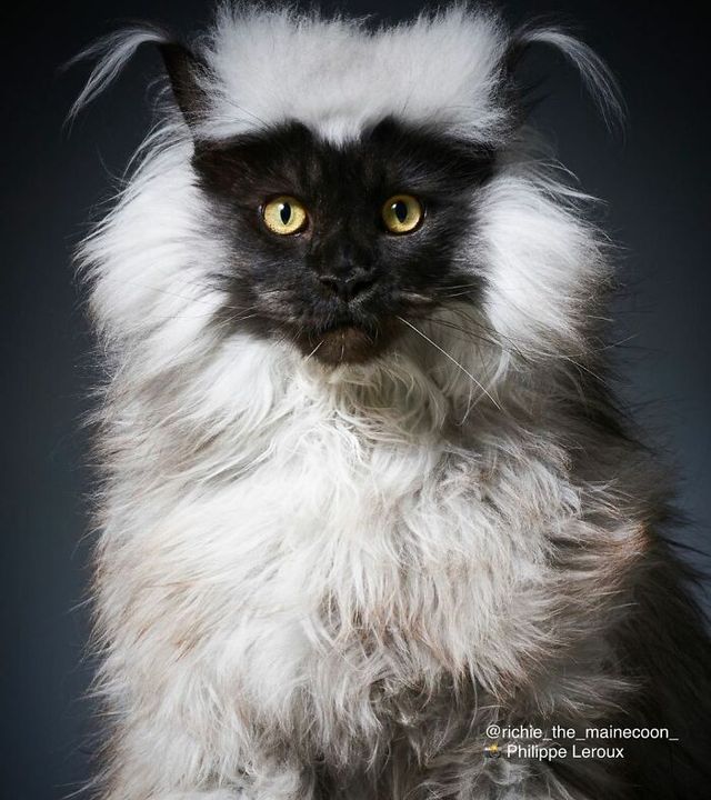 Не кіт, а єті: інтернет підкорив величезний пухнастик з дивною шерстю - фото 535765