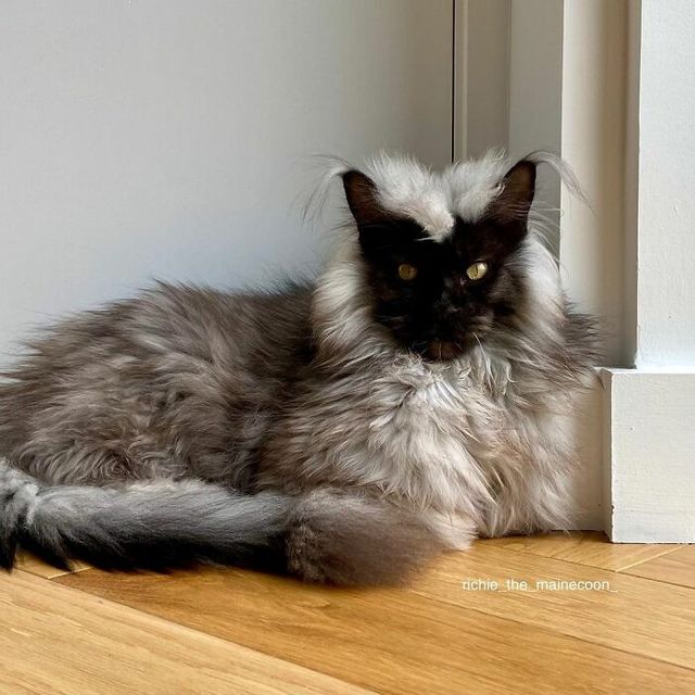 Не кіт, а єті: інтернет підкорив величезний пухнастик з дивною шерстю - фото 535767