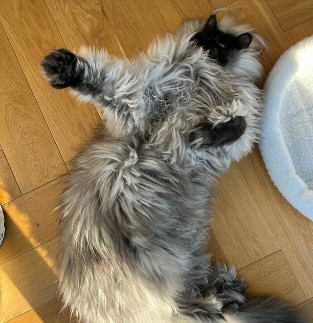 Не кіт, а єті: інтернет підкорив величезний пухнастик з дивною шерстю - фото 535768