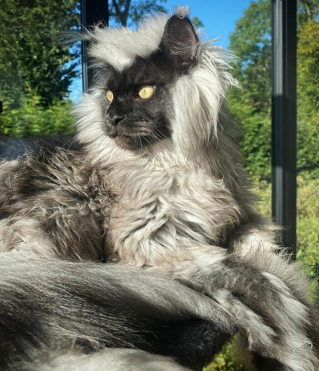 Не кіт, а єті: інтернет підкорив величезний пухнастик з дивною шерстю - фото 535769