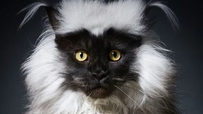 Не кот, а йети: интернет покорил огромный пушистик со странной шерстью