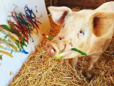 Поглянь, які нереальні картини малює свиня-художниця - фото 535833
