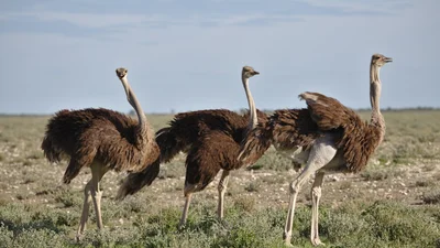 Стадо страусов вырвалось из фермы в большой город, и смотреть на это без смеха нереально