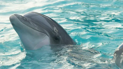 У самок дельфинов есть клитор, и он доставляет им удовольствие
