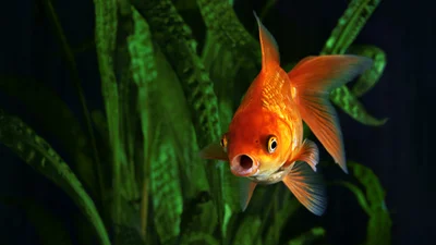 Вчені шокували відкриттям, що золоті рибки можуть водити транспорт