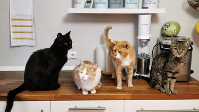 Коты придумали оригинальный способ, чтобы хозяева не пользовались блендером