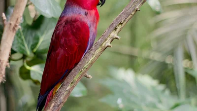 Попугай научился воспроизводить рингтон iPhone