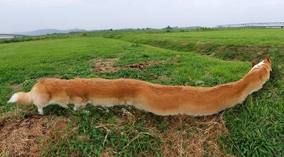 Собаки и панорамная съемка – бомбическое сочетание для гарантированно смешных фото - фото 536754